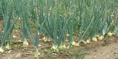 Kada ukloniti luk iz bašte radi skladištenja